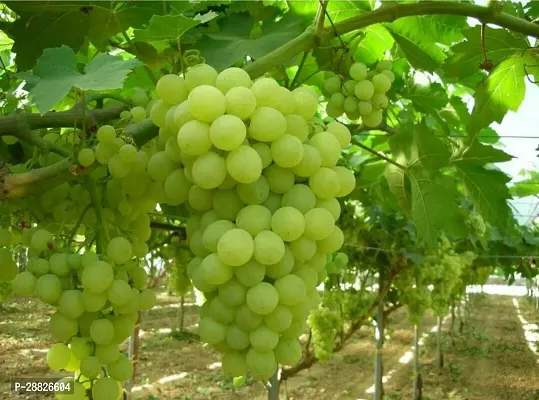 Baishnab  White Greapes plant45787 Grape Plant