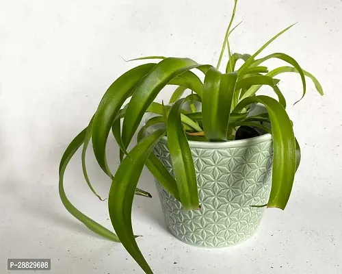 Baishnab  Spider Plant a40 Spider Plant