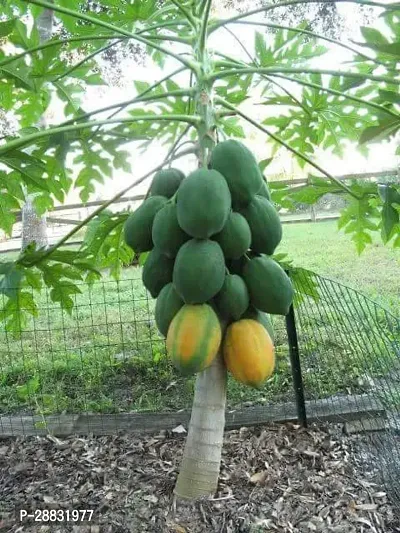 Baishnab Papaya Seed  35 Ps  NXX 225735PIECE