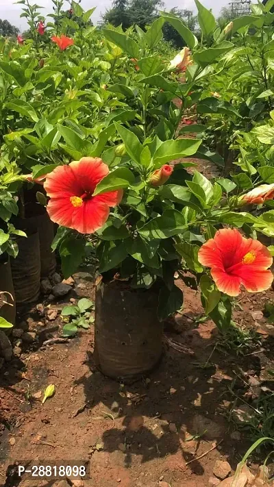 Baishnab  ORANGE JOBA PLANT Hibiscus Plant