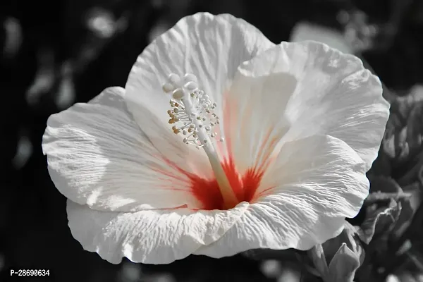 Baishnab Hibiscus Plant White Shade Hibiscus Plant-thumb0