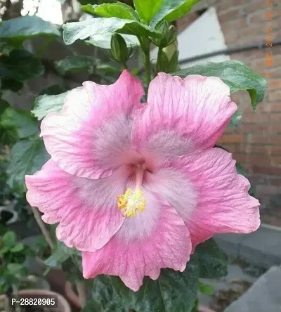 Baishnab  hibqt01 Hibiscus Plant