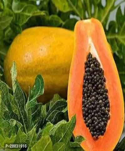 Baishnab Papaya seed ghIND PM46     PREMIUM BEST SELLER 100 percent GERMINATION PAPAYA PAPITA FRUIT SEED HYBRID 200 SEEDS.200PIECE-thumb0