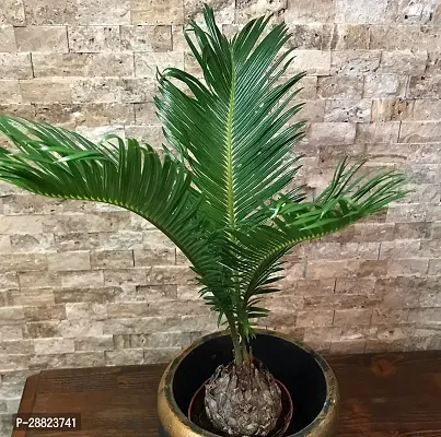 Baishnab  Cycas Revoluta Plant Live Plant CF1071