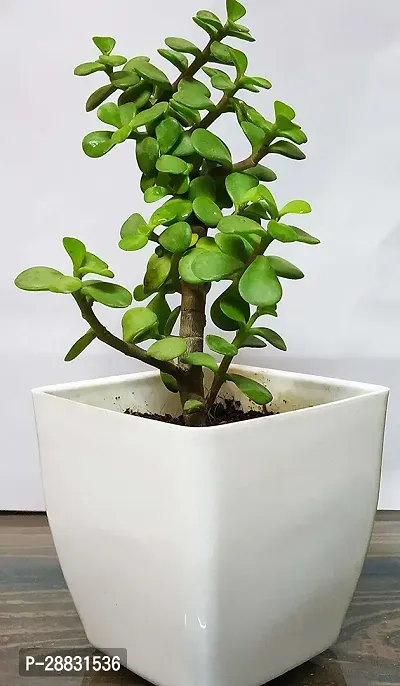 Baishnab  JADE230 Jade Plant-thumb0