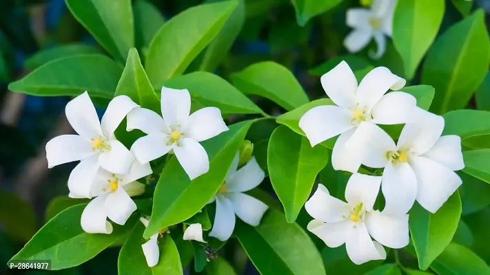 Baishnab Murraya Paniculata Plant Kamini Flower Murraya PaniculataPlant CF200032111-thumb0