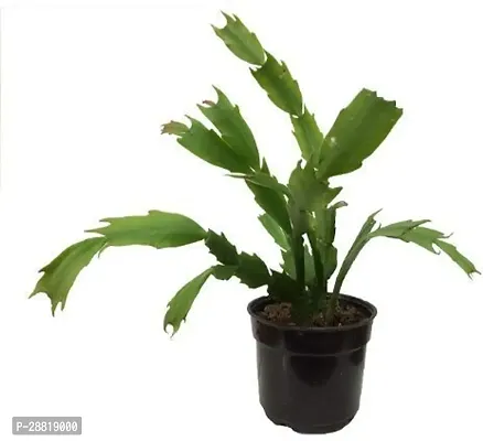 Baishnab  ZygoCactus Moon Cactus Plant-thumb0