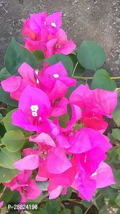 Baishnab  Bougainvillea Plant CF00080 Baugainvill