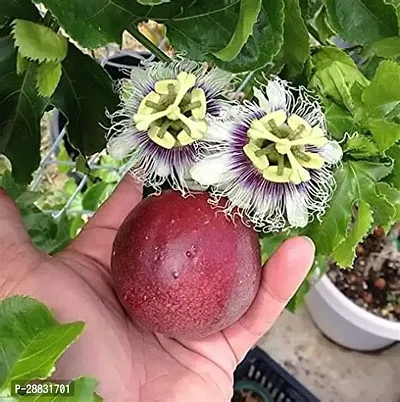 Baishnab  Passion fruit plant Passion Plant-thumb0