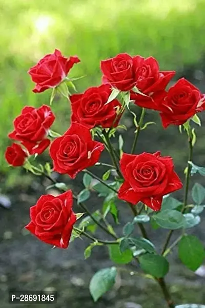 Baishnab Rose Plant rose_87670v674-thumb0