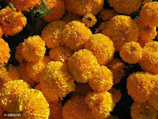 Baishnab Marigold seed 10PsQR 50610PIECE-thumb0