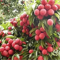 Baishnab Litchi Plant LITCHI TREE PLANT-thumb2