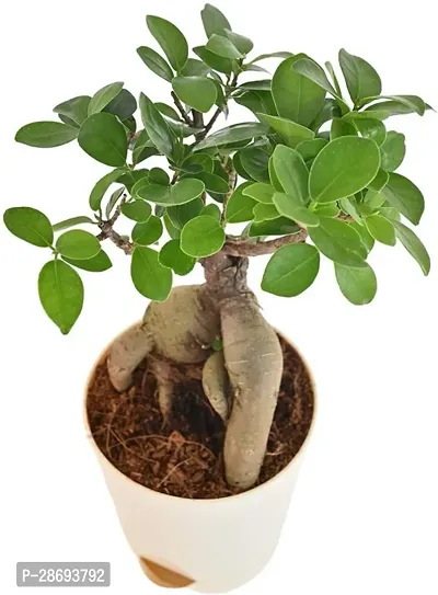 Baishnab Ficus Bonsai Plant EZfic54