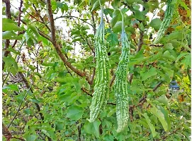 Baishnab r 30BITTER GOURD SEEDS50PIECE-thumb1