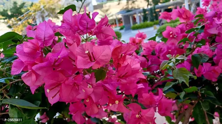 Baishnab  Bougainvillea Plant CF000105 Baugainvil