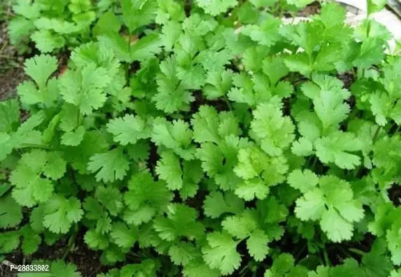 Baishnab Earth Seeds P47Coriander seeds475PIECE-thumb0