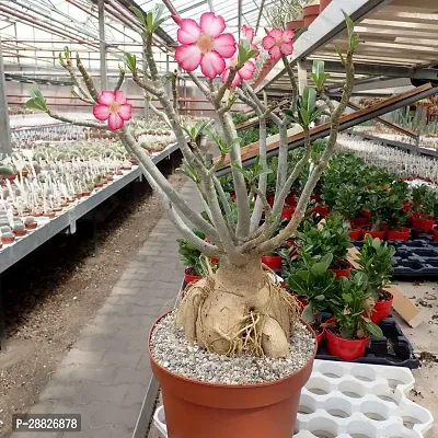 Baishnab  MULTIFLORUM ADENIUM Adenium Plant