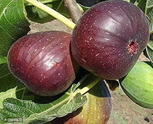 Baishnab  Brown Turkey Variety Fig Anjeer Fruit Ai