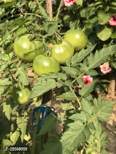 Baishnab Tomato Plant Tomato Plants Seeds-thumb2