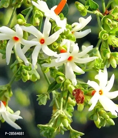 Baishnab ParijatHarsingar Plant Parijatshiuli phoolNight flowering Jasmine plant-thumb0