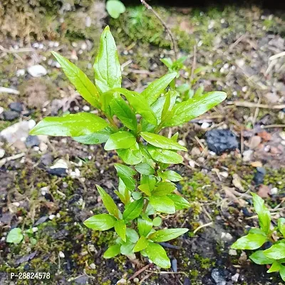 Baishnab  Pomegranate Live Plant CF003199 Pomegra