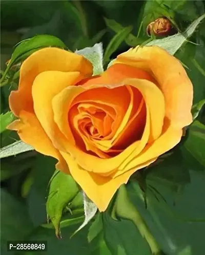 Baishnab Rose Plant TIGROSE65