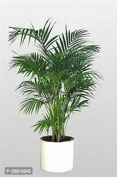 Baishnab  areca a2041 Areca Plam-thumb0