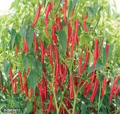 Baishnab Chili seed zf 150sedCW48 CHILLI MIRCHI HYBRID SEED150PIECE