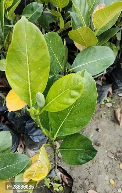 Baishnab  Grafted Hybrid Jackfruit Live PlantEG01-thumb0