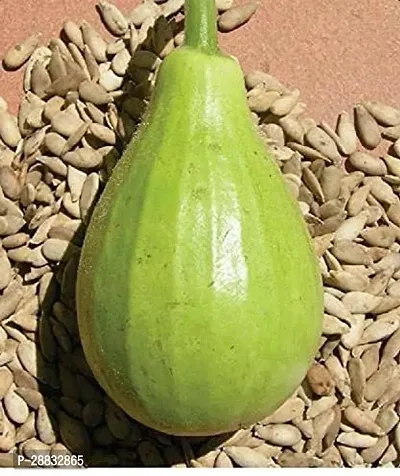 Baishnab GOURD SEED 10GM MC SGHLAU  14310PIECE-thumb0