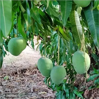 Baishnab  Alltime Grafted Thai Mango A50 Mango Pl-thumb0