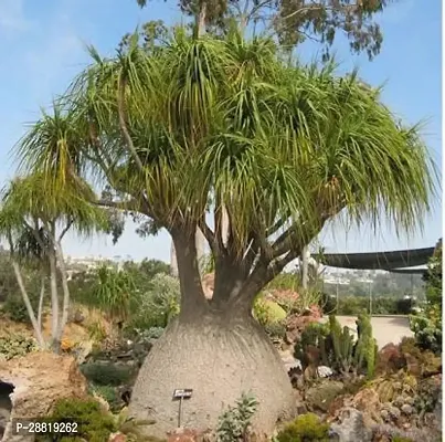 Baishnab  Ponytail Palm Plant Ponytail Palm Plant