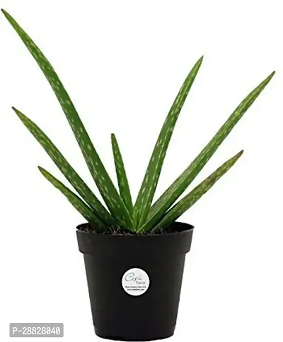 Baishnab  RSP111 Aloe Vera Plant-thumb0