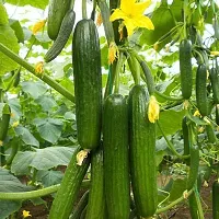 Baishnab Cucamber see 50pCucumber Seeds30PIECE-thumb1