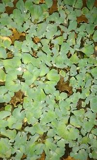 Baishnab Water Pennywort Water_pennyworts packing with 7 pennywort-thumb2