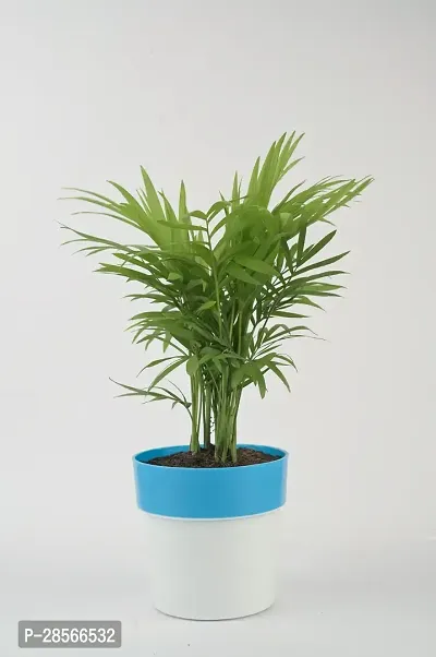 Baishnab Areca Palm chamaedorea plant with blue and white pot-thumb2