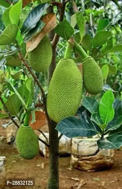 Baishnab  Jack fruit plant ae Jack Fruit Plant-thumb0