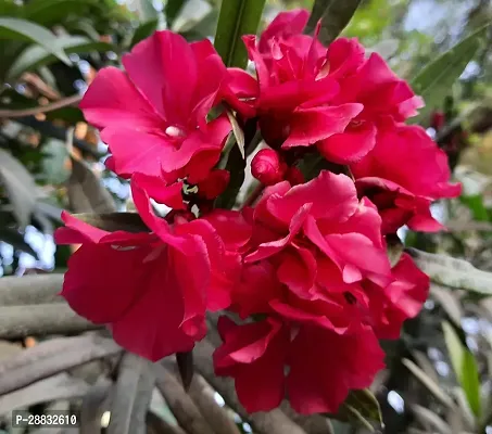 Baishnab  Sevarali live plant Red Nerium Oleander l-thumb0