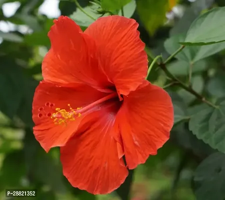 Baishnab  Rosa hibiscus Hibiscus Plant-thumb0