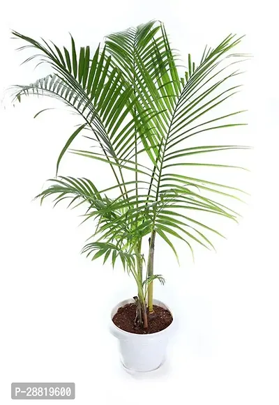 Baishnab Areca Palm