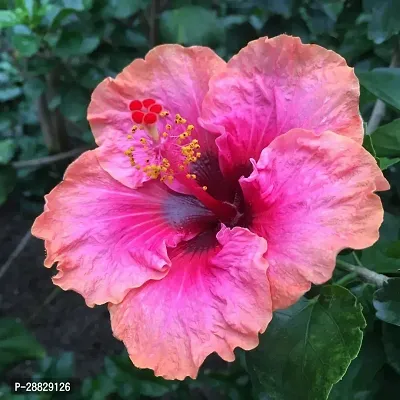 Baishnab  Hibiscus Red Plant CF093 Hibiscus Plant-thumb0