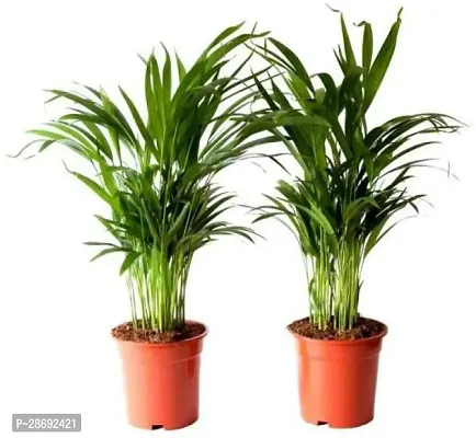 Baishnab Areca Palm ARECA PALM (PACK OF 02)