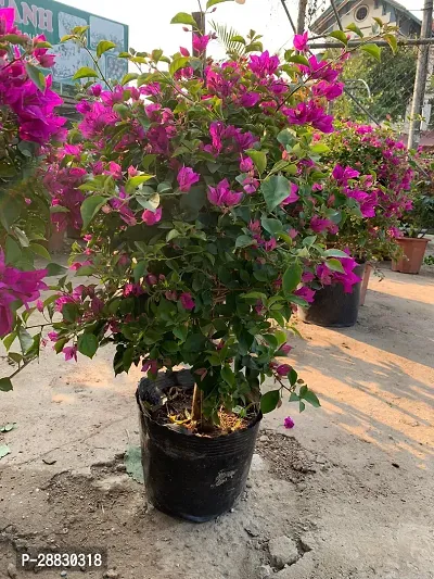 Baishnab  Bougainvillea Plant CF000132 Baugainvil