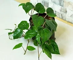 Baishnab Betel Leaf Plant BETEL LEAF PLANT AA-thumb1