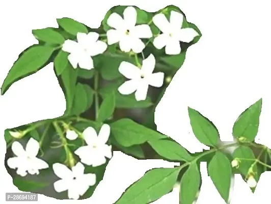 Baishnab Jasmine Plant t584154