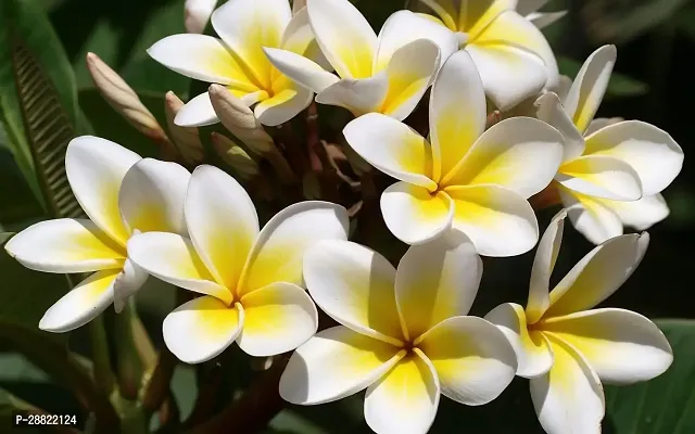 Baishnab  Plumeria PlantCFA388 Plumeria Plant