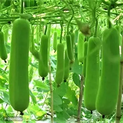 Baishnab Gourd seed buhuyjh Organic Desi Bottle Gourd Hybrid Seeds100PIECE-thumb0