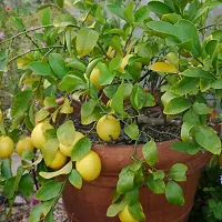 Baishnab Lemon Plant Heaven Of SaplingsLemon Plant(Pack Of 1)QQ-008-thumb2