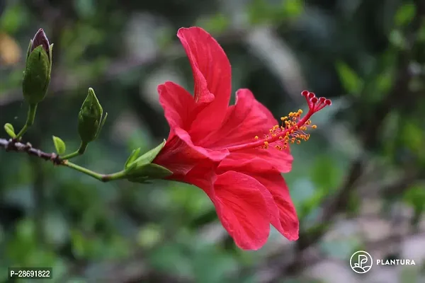 Baishnab Hibiscus Plant HIBISCUS PLANT OO-thumb2