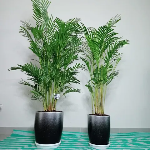 Must Have Plant & Planters 